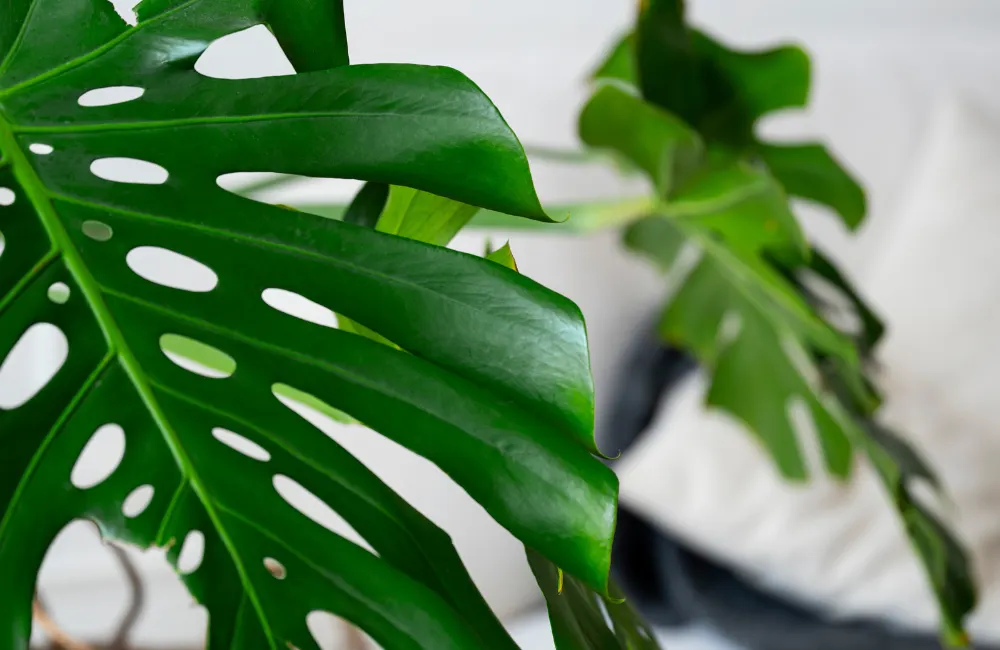 monstera feuilles molles