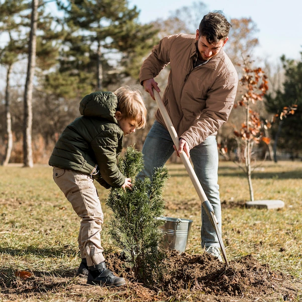 planter un arbre persistant jardin
