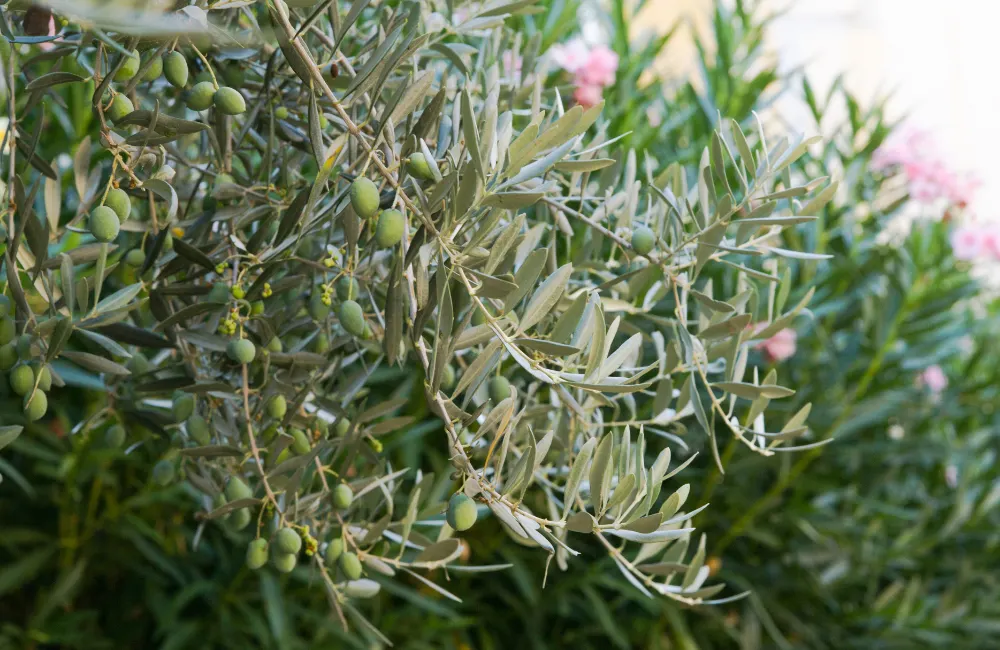 pourquoi pas d'olives olivier