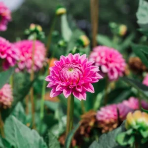 tige dahlia