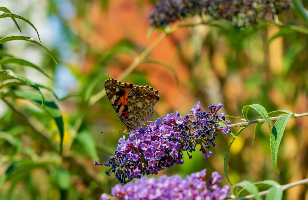 buddleia arbre papillon