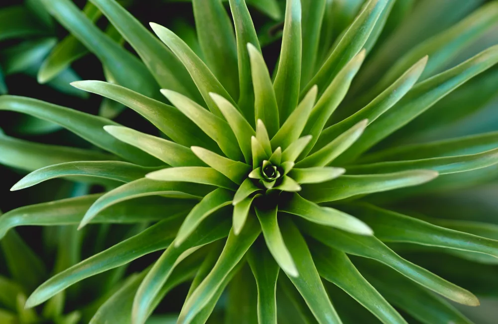 fertilisation yuccas