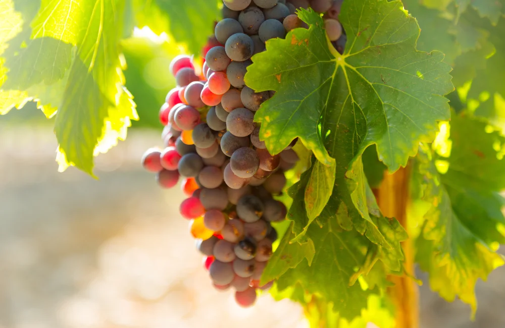 millerandage vigne