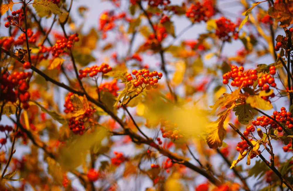 pyracantha terre de remblai
