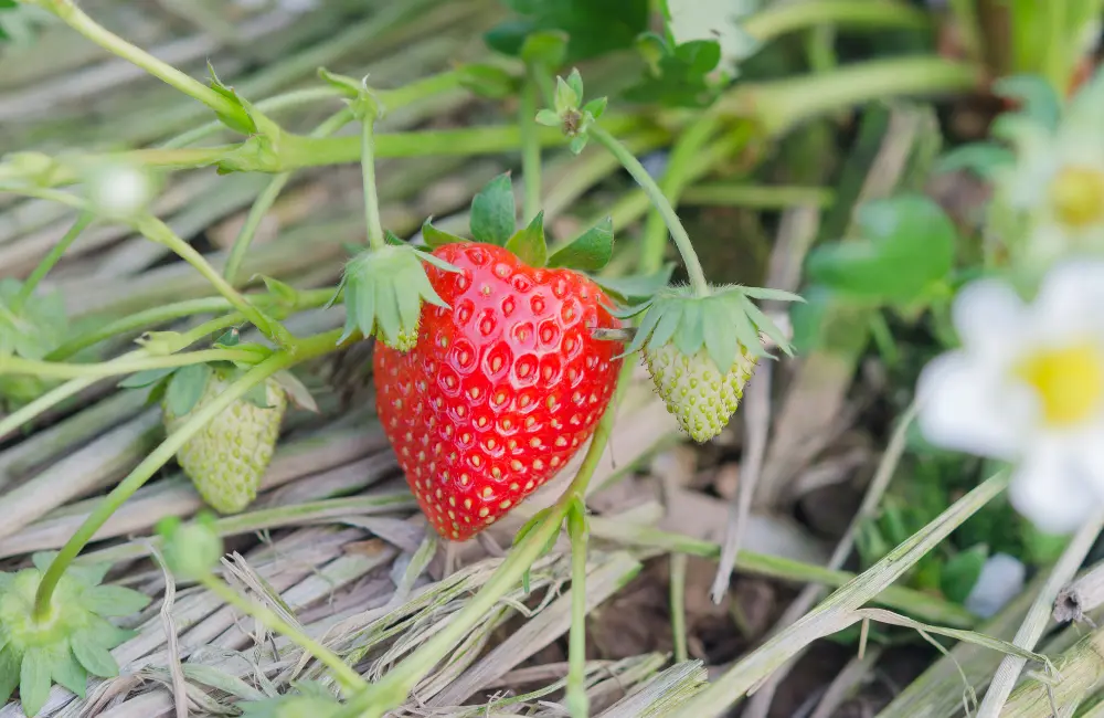 varietes fraises que choisir