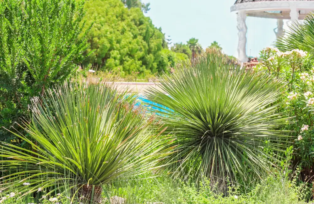 especes yuccas