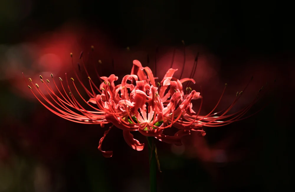 fleur tokyo ghoul lycoris radiata higanbana