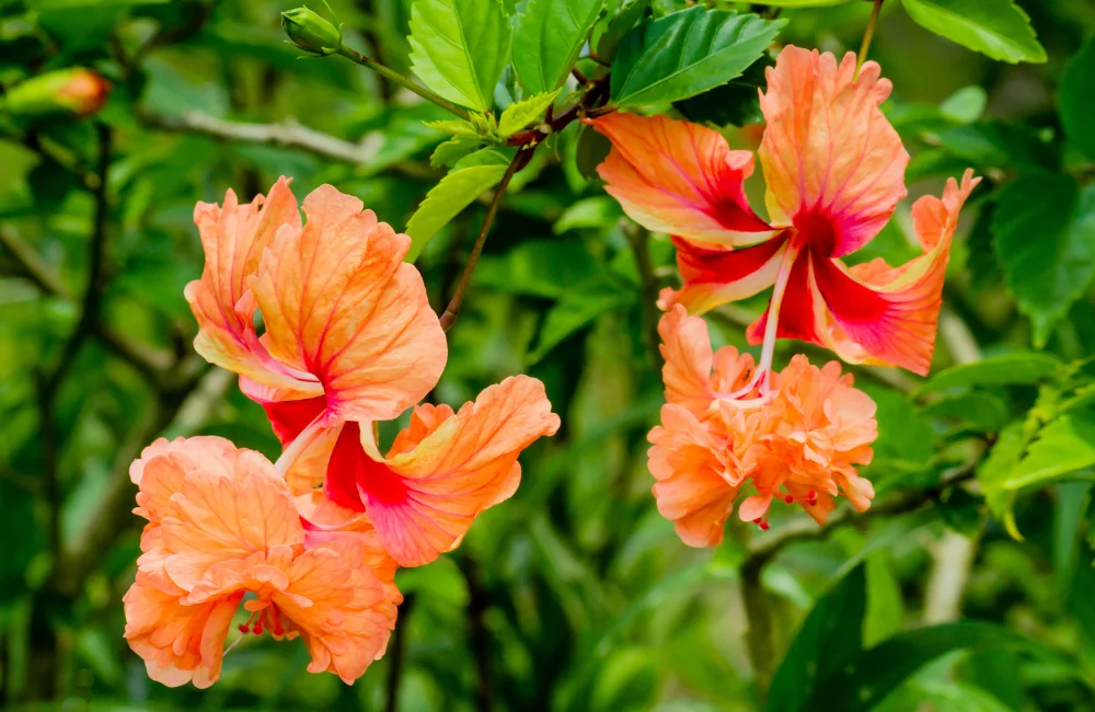 maladies hibiscus