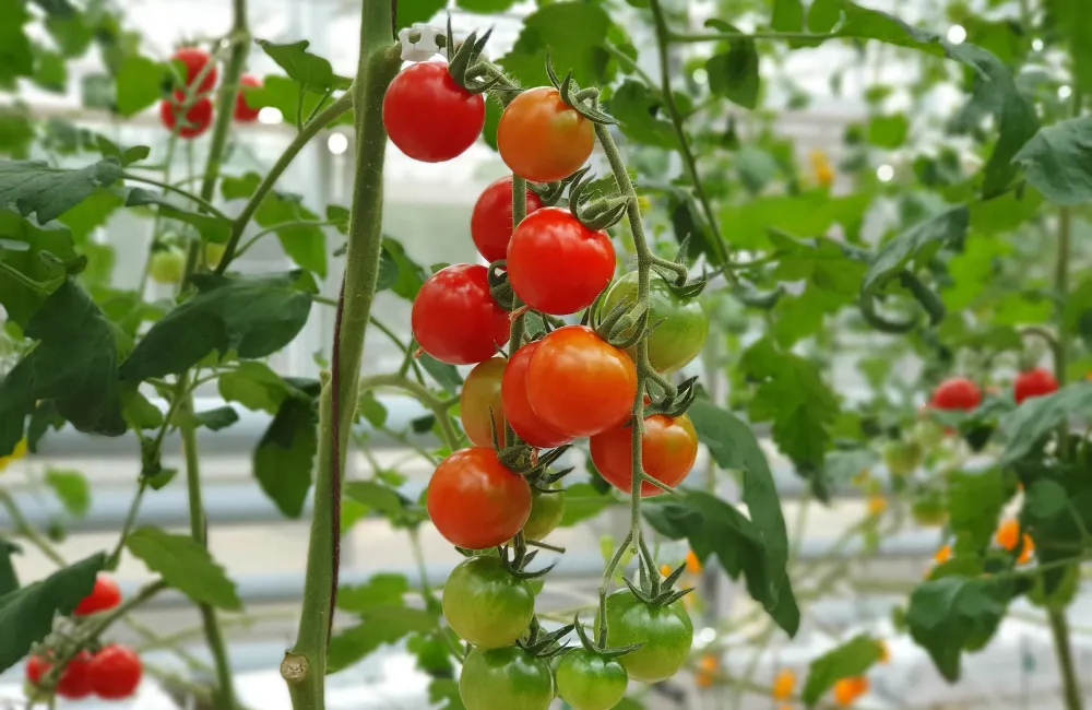 tomates sous serre toute annee