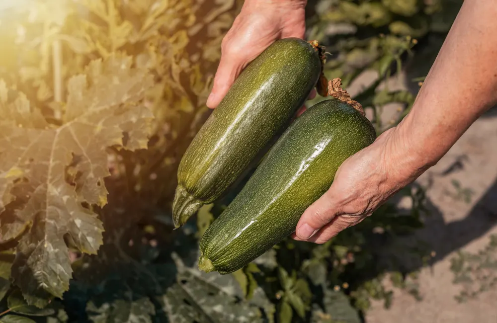 varietes courgettes coureuses