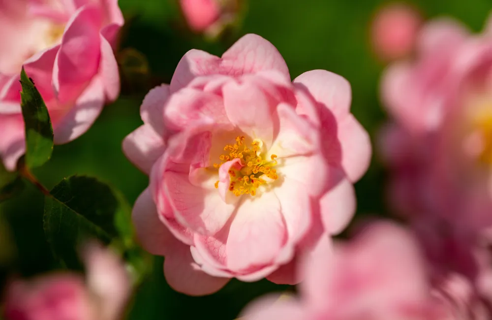especes camelias