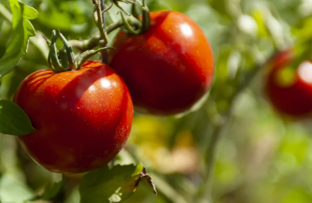 tomate maestria culture