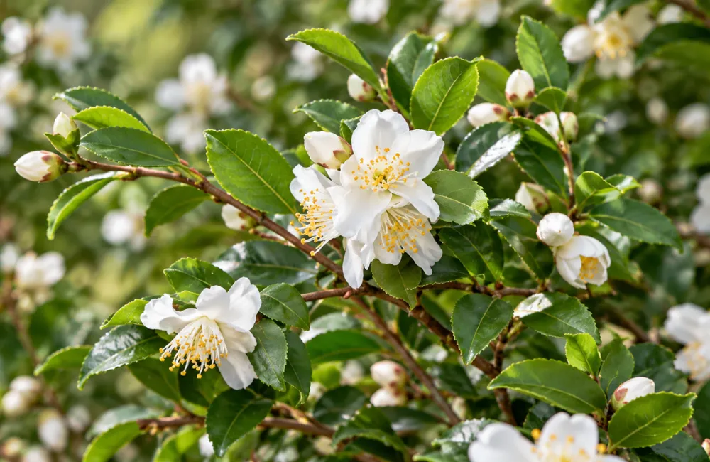 camellia lutchuensis