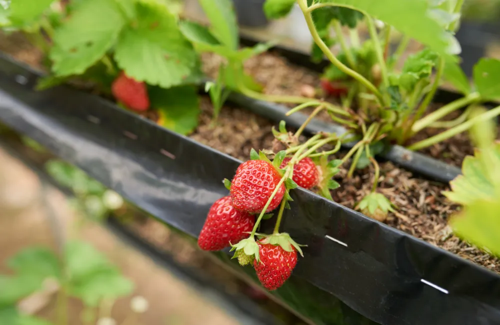 entretien culture fraises en hauteur