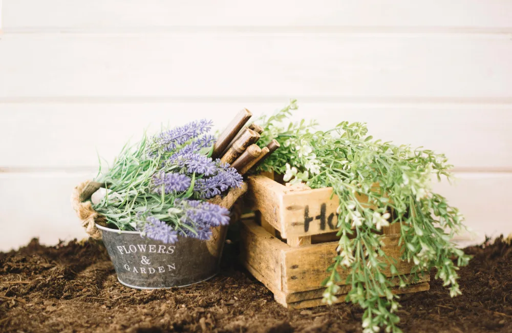 recolte plantes aromatiques tout lannee