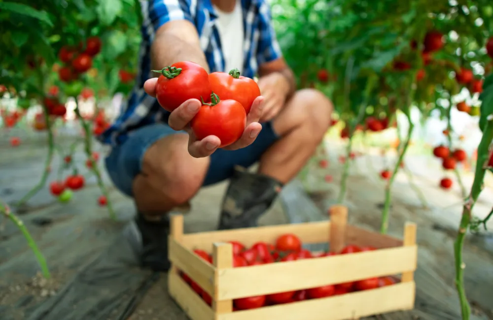 récoltes grosses tomates