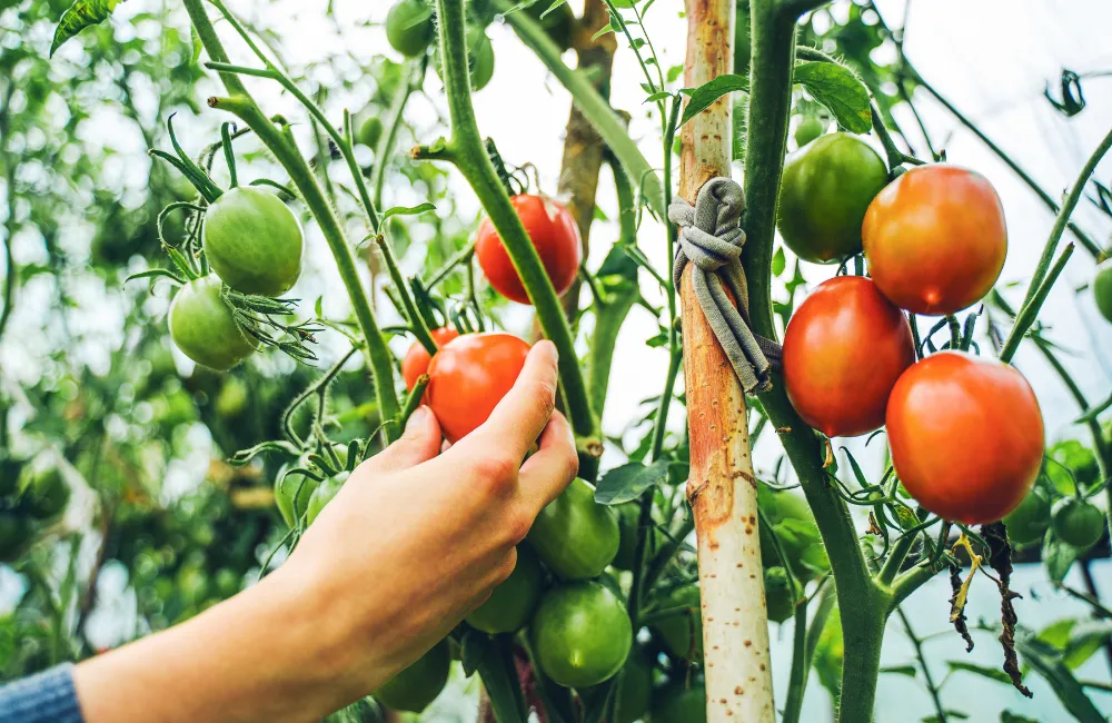 temps grossissement tomates